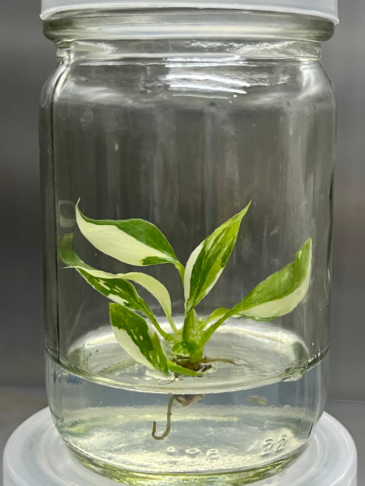 Philodendron Variegated Gloriosum Plantlet