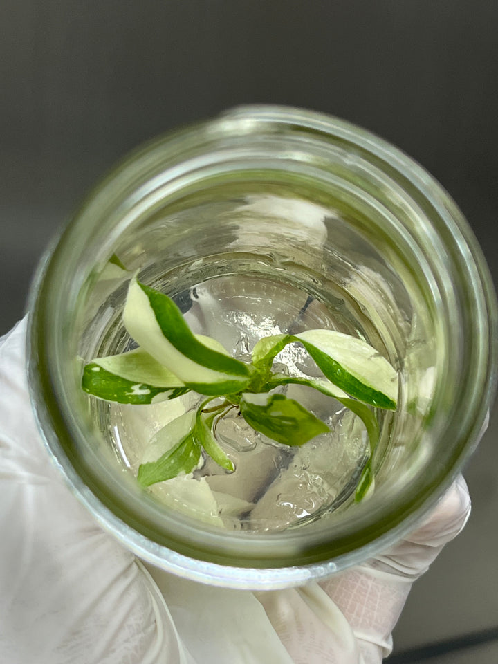 Philodendron Variegated Gloriosum Plantlet