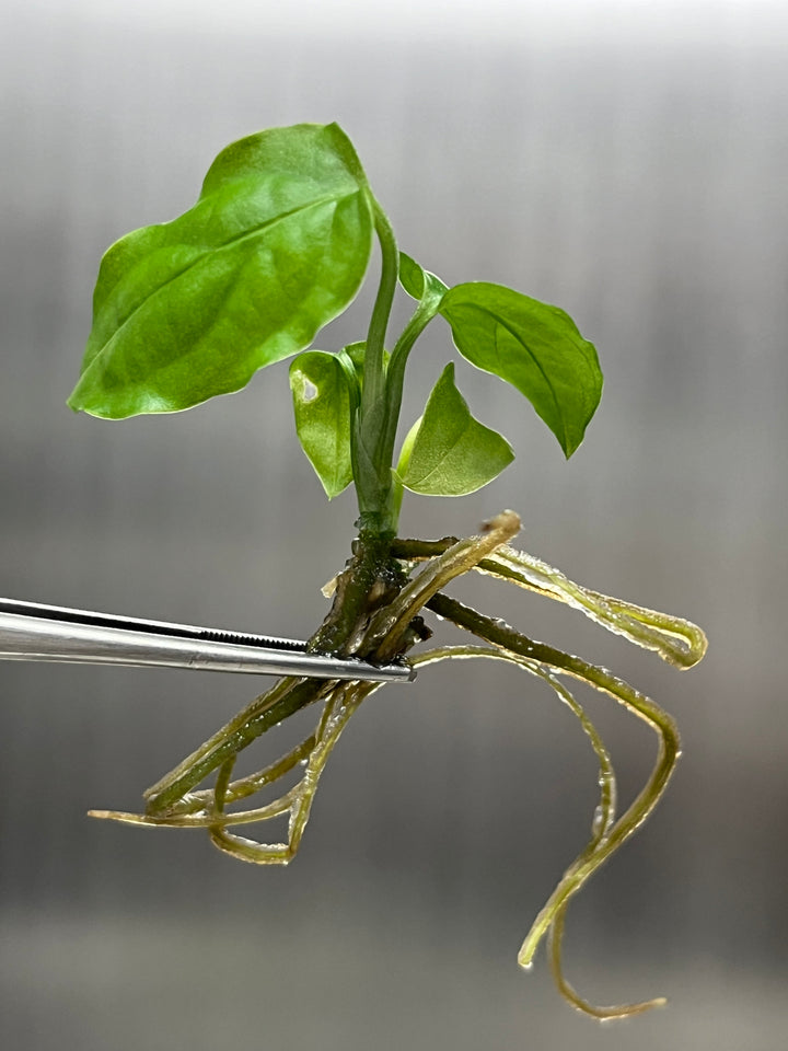 Monstera Obliqua Peru Plantlet