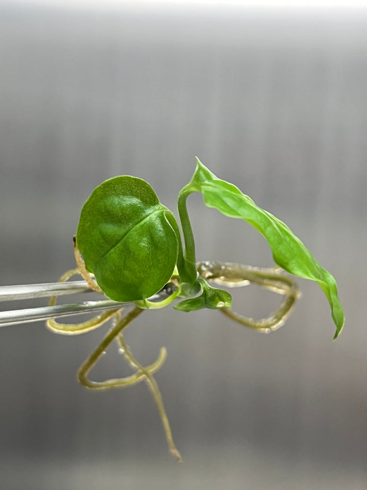 Monstera Obliqua Peru Plantlet