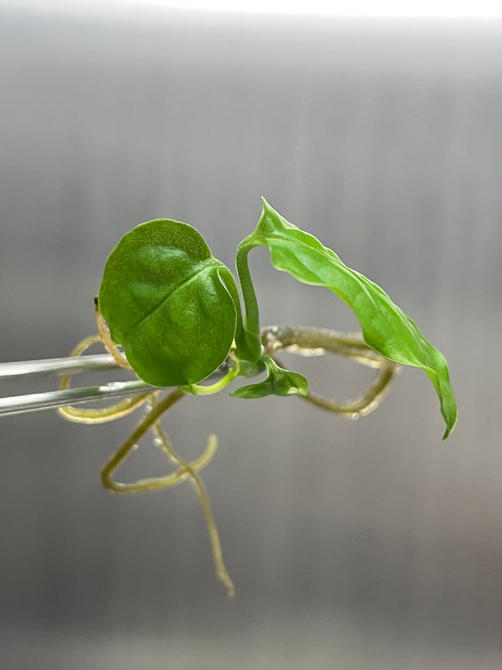 Monstera Obliqua Peru Plantlet