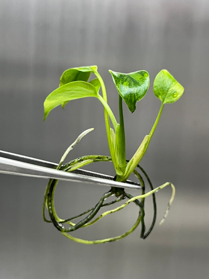 Monstera Deliciosa "Green on Green" Plantlet