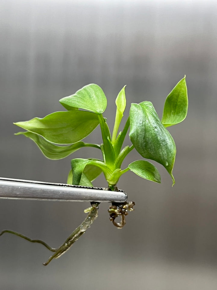 Philodendron Mamei tissue culture plant in agar gel, showcasing young green leaves.