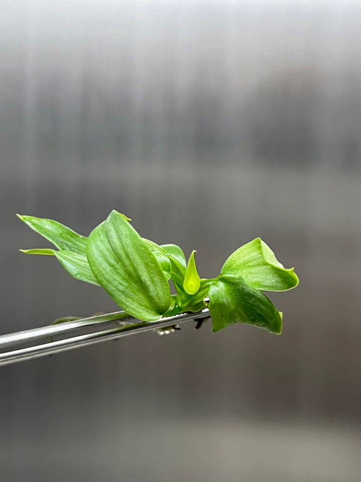 Philodendron Mamei tissue culture plant held by tweezers.