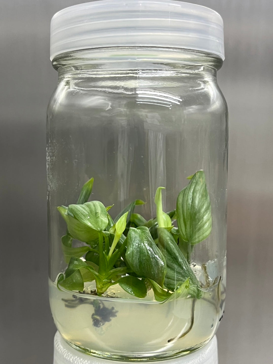 Philodendron Mamei tissue culture in a jar with agar gel ready for acclimation.