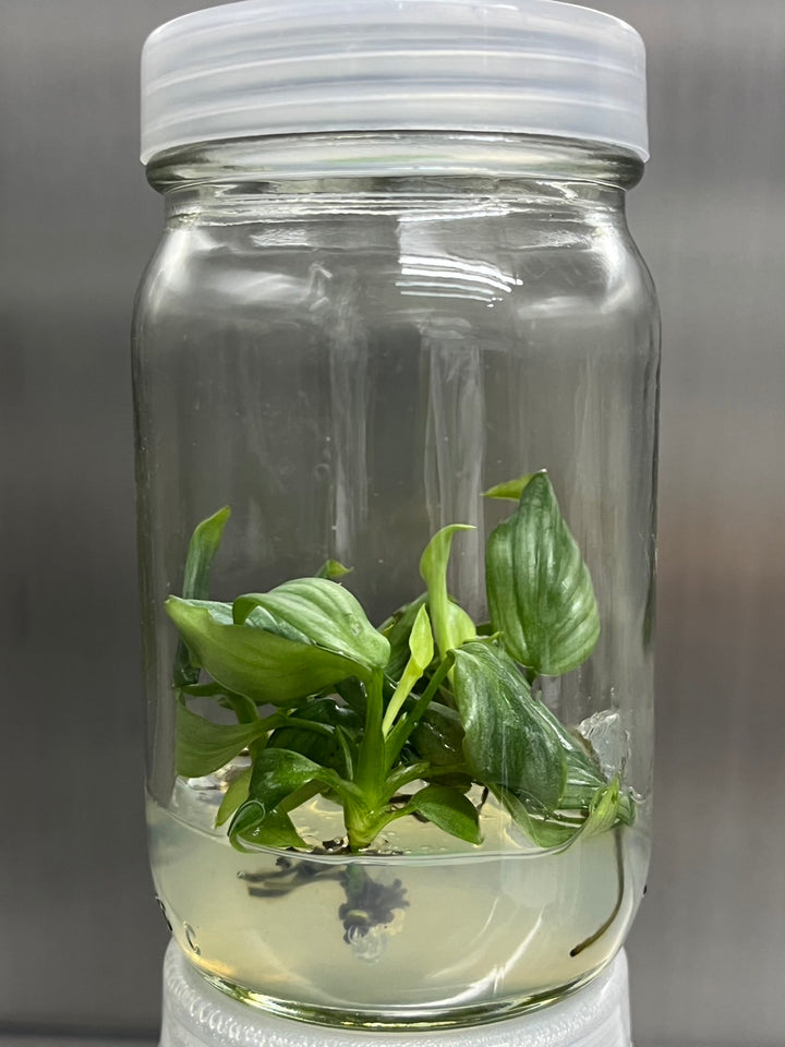 Philodendron Mamei tissue culture in agar gel within a clear jar.