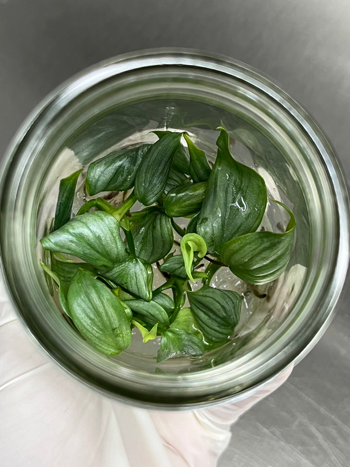 Philodendron Mamei tissue culture in agar gel, featuring silvery variegated leaves.