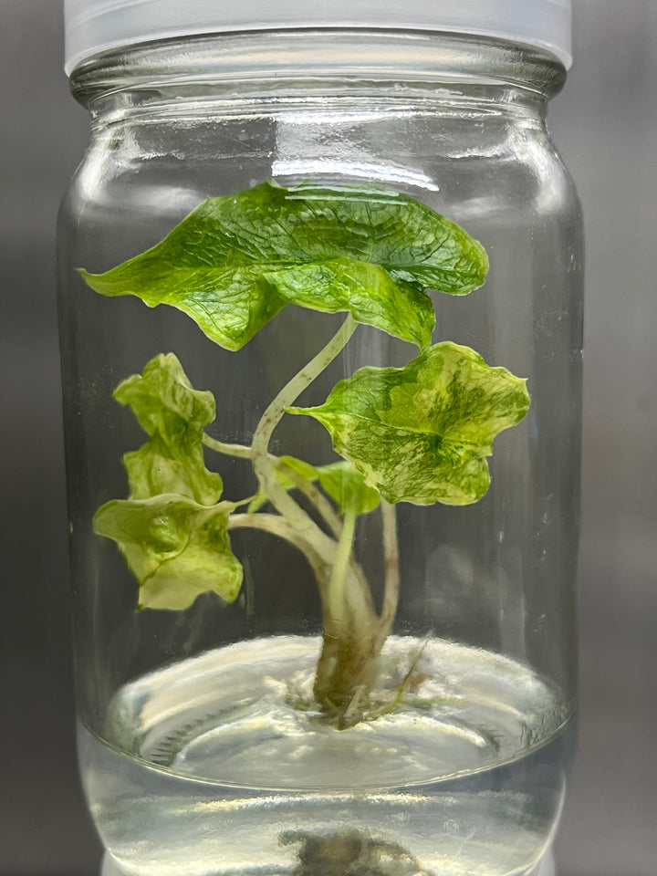 Alocasia Variegated Jacklyn Plantlet