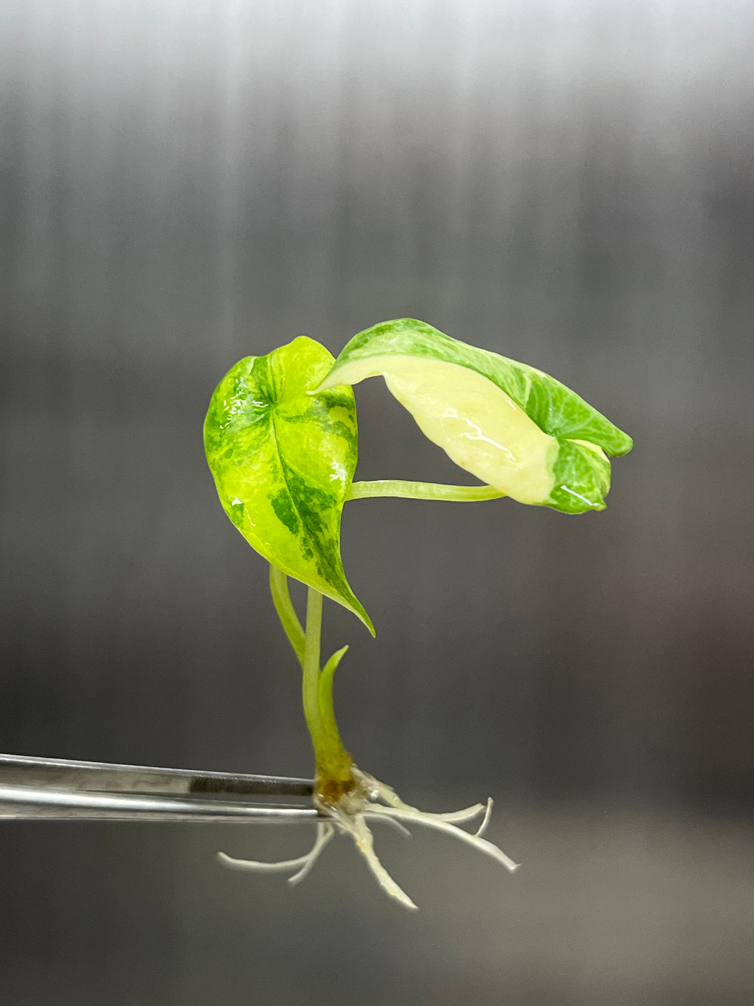 Alocasia Variegated Scalprum Plantlet