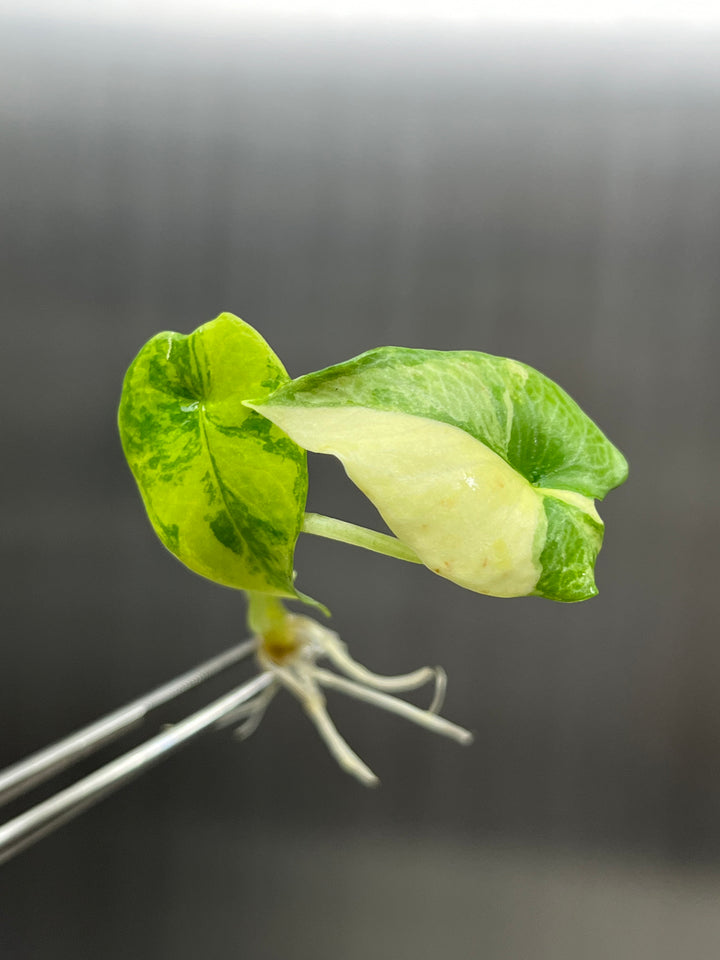 Alocasia Variegated Scalprum Plantlet