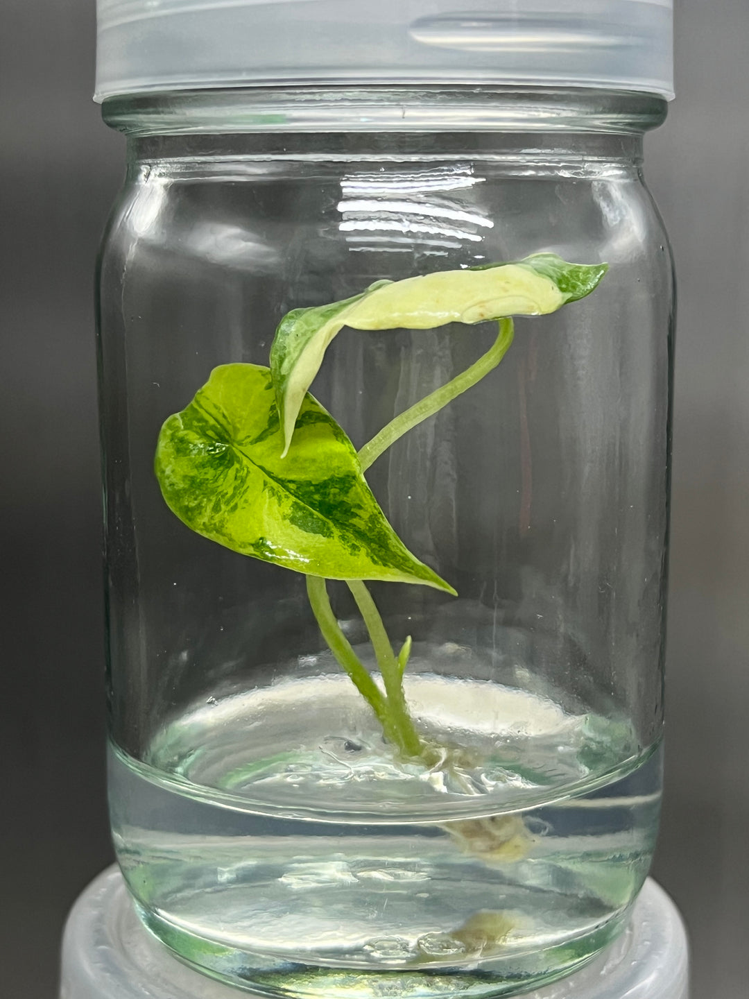 Alocasia Variegated Scalprum Plantlet