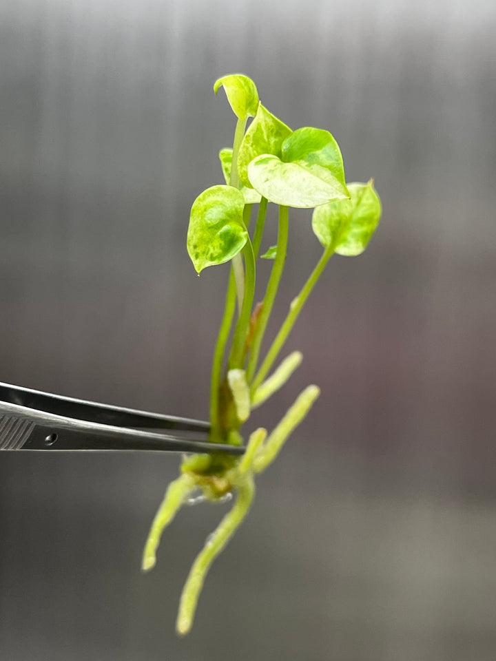 Anthurium Variegated Hookeri Tissue Culture