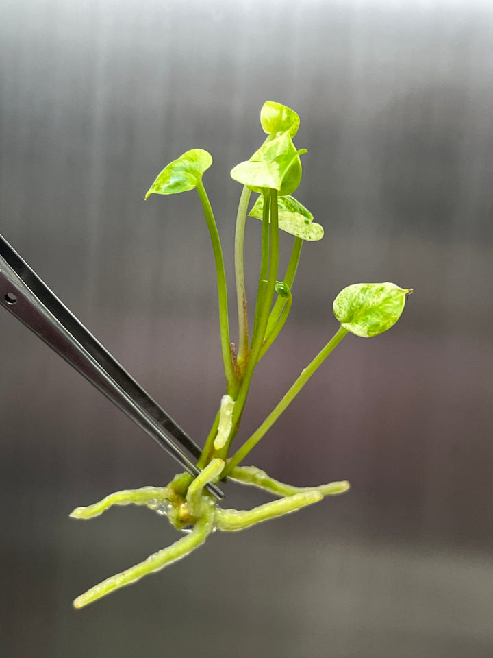 Anthurium Variegated Hookeri Tissue Culture