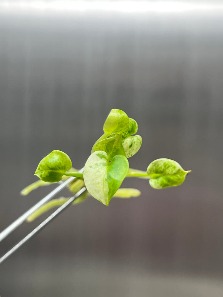 Anthurium Variegated Hookeri Tissue Culture