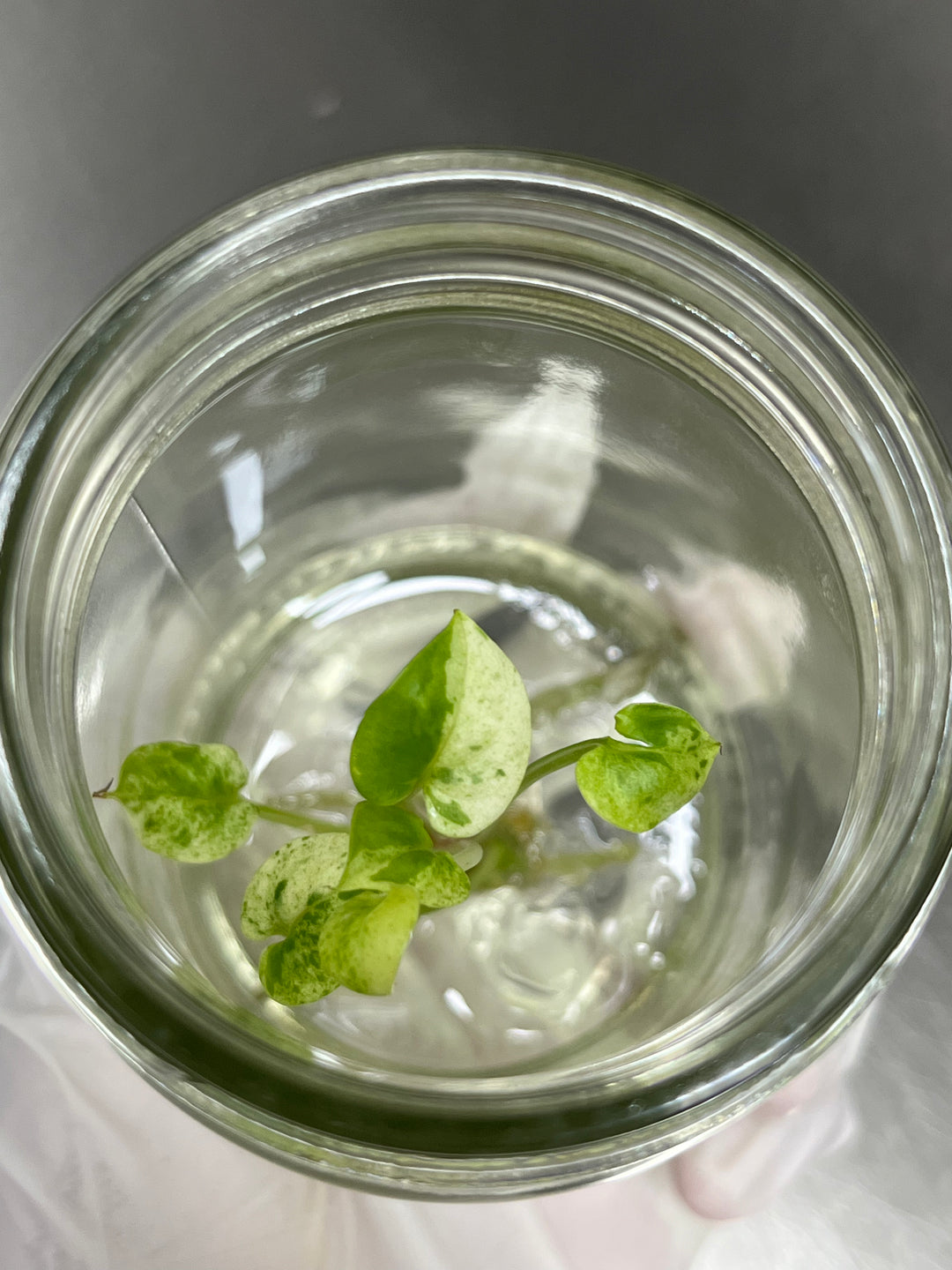 Anthurium Variegated Hookeri Tissue Culture