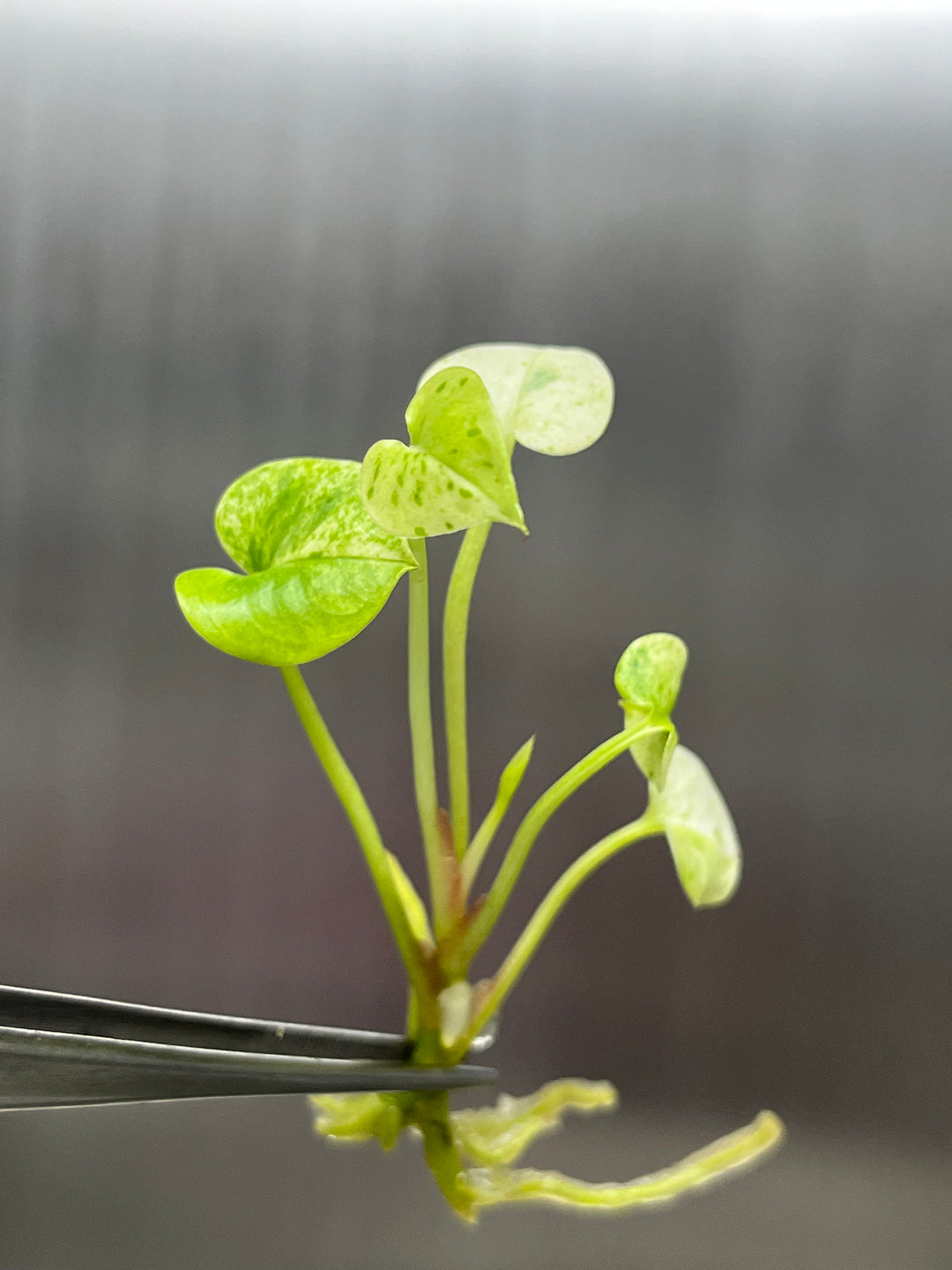 Anthurium Variegated Hookeri Tissue Culture