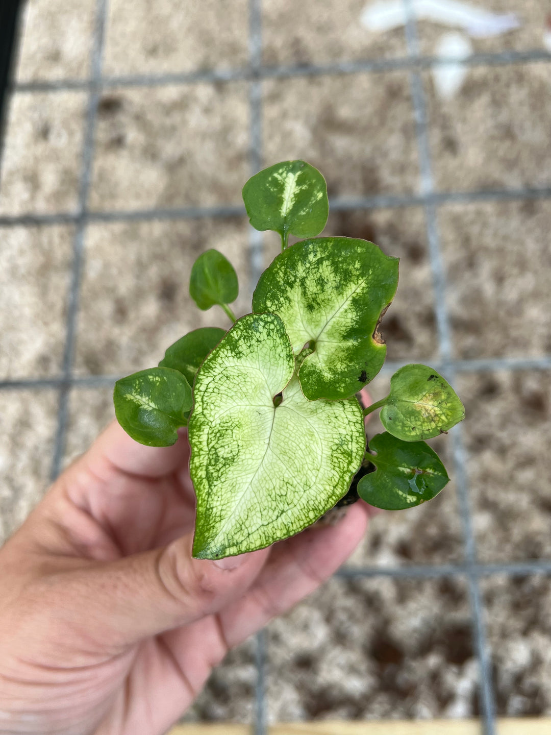 Syngonium Three Kings Plug