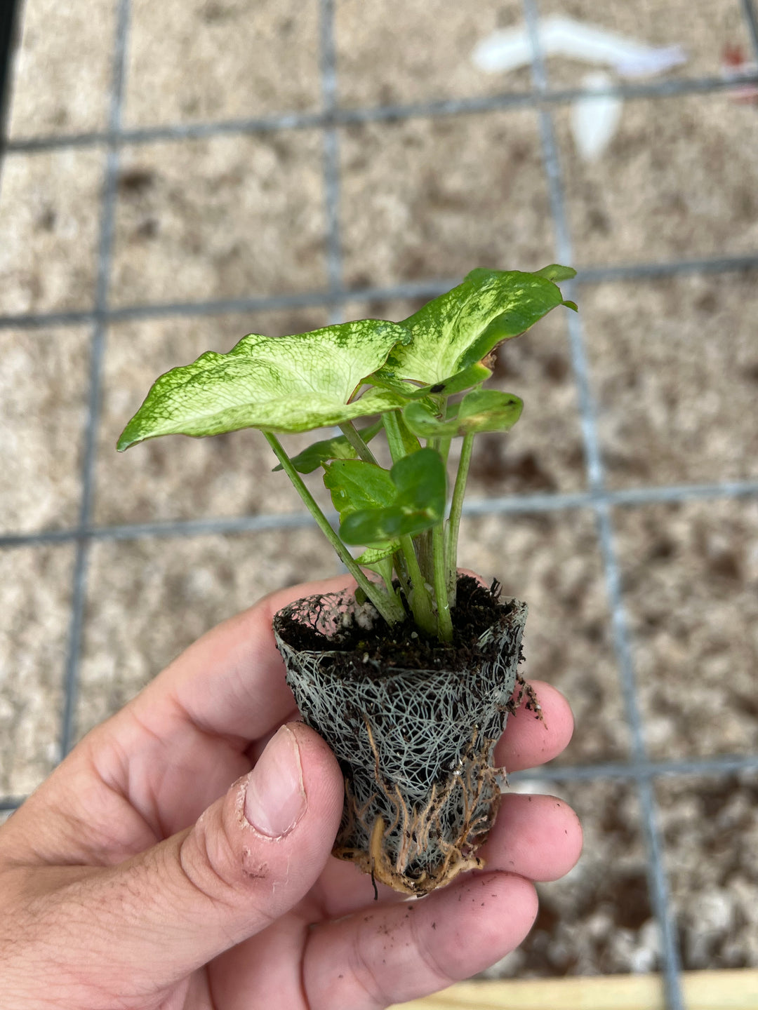 Syngonium Three Kings Plug