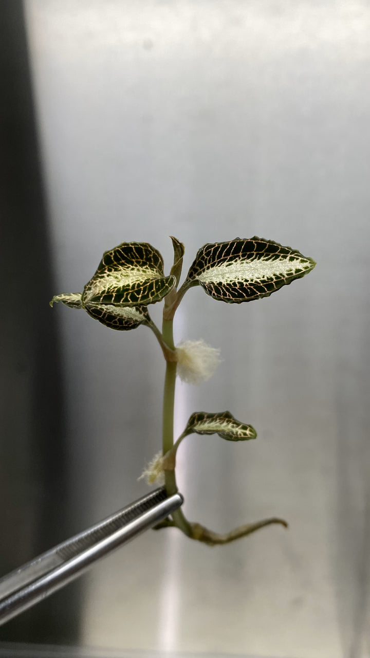 Jewel Orchid Plantlets