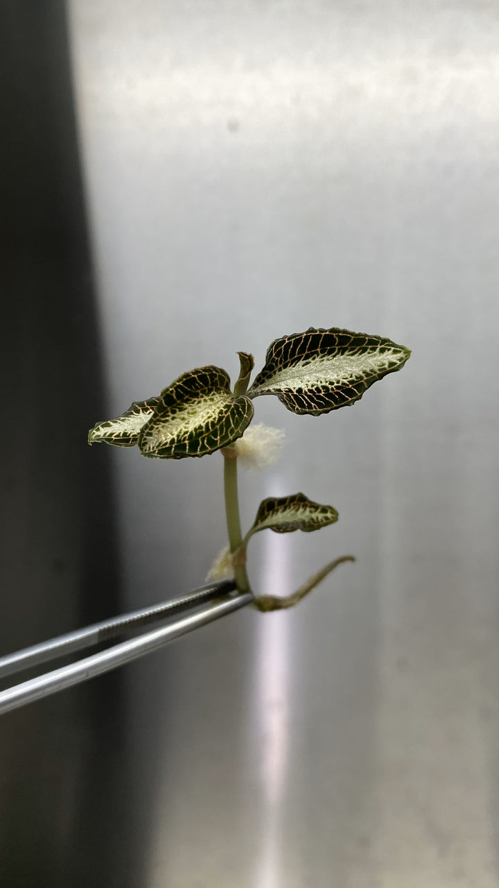 Jewel Orchid Plantlets