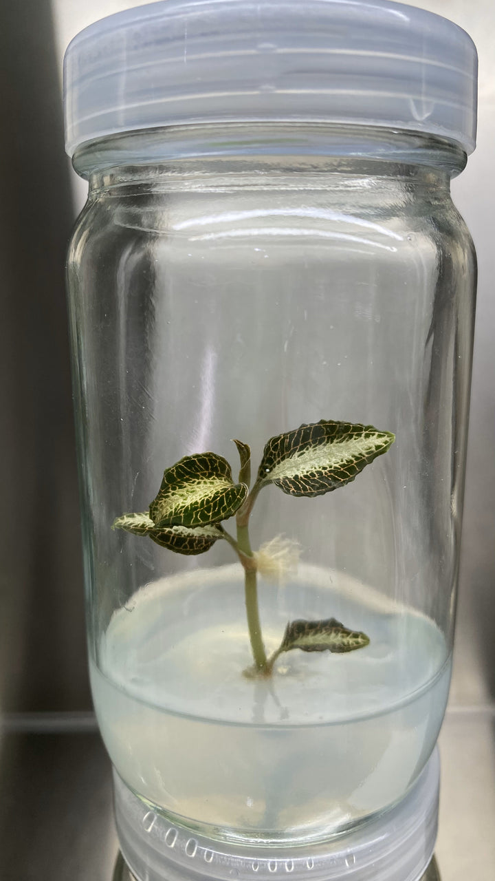 Jewel Orchid Plantlets