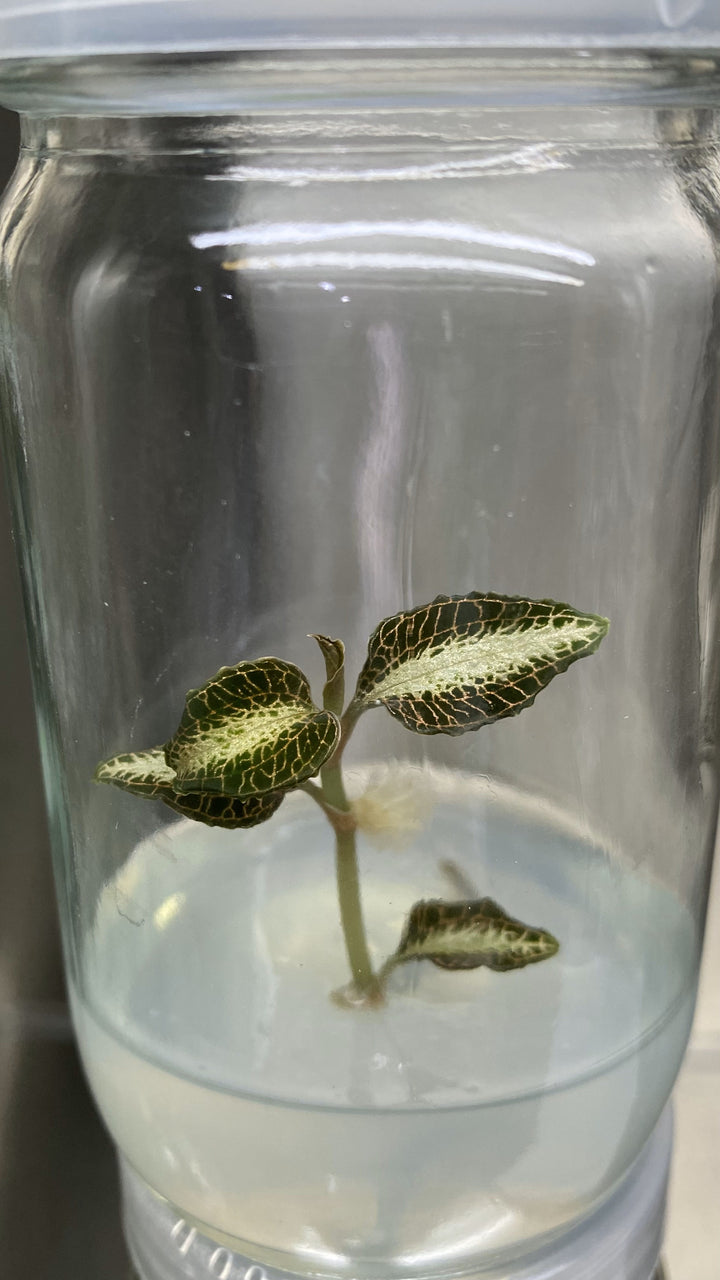 Jewel Orchid Plantlets