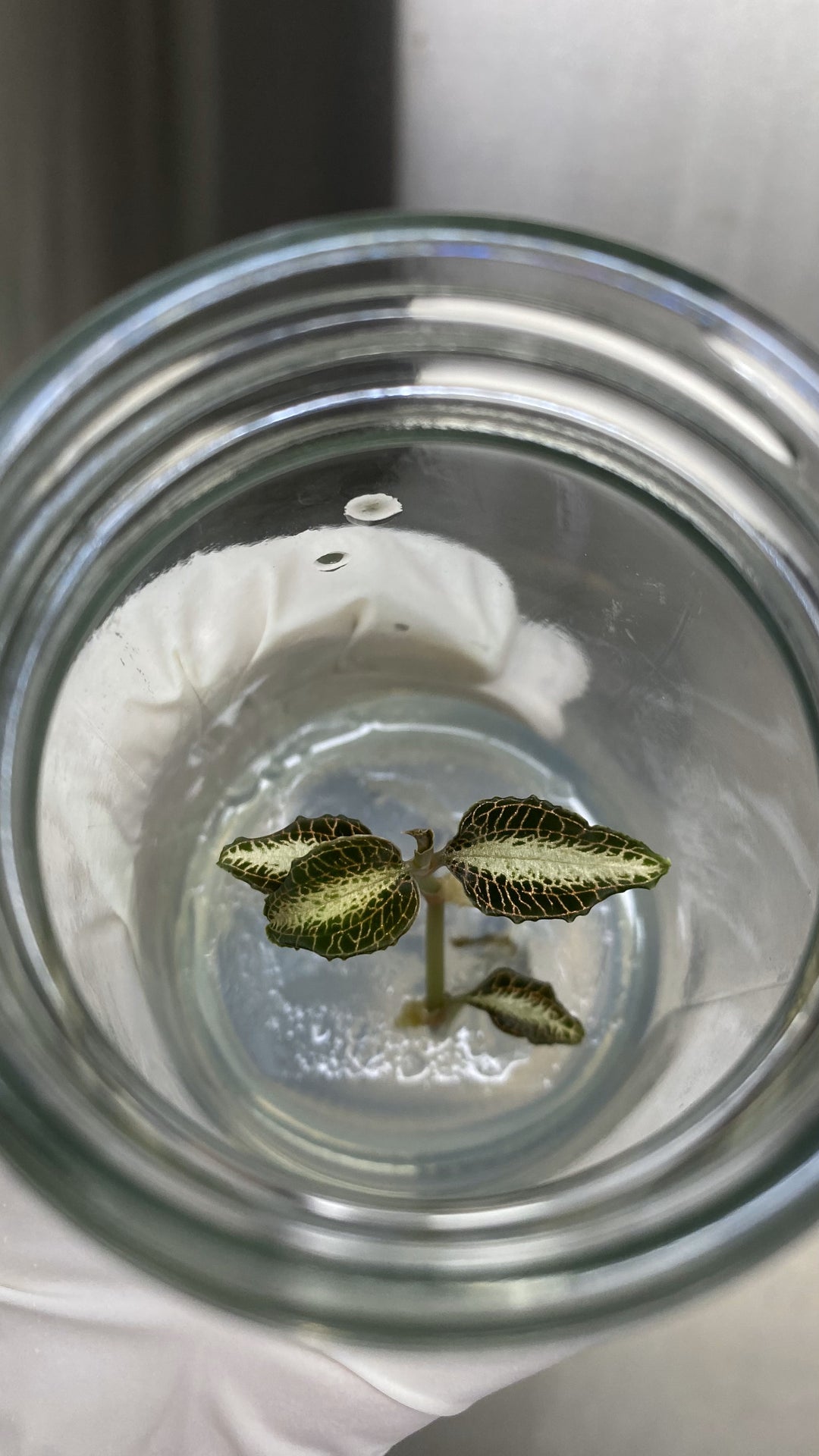 Jewel Orchid Plantlets