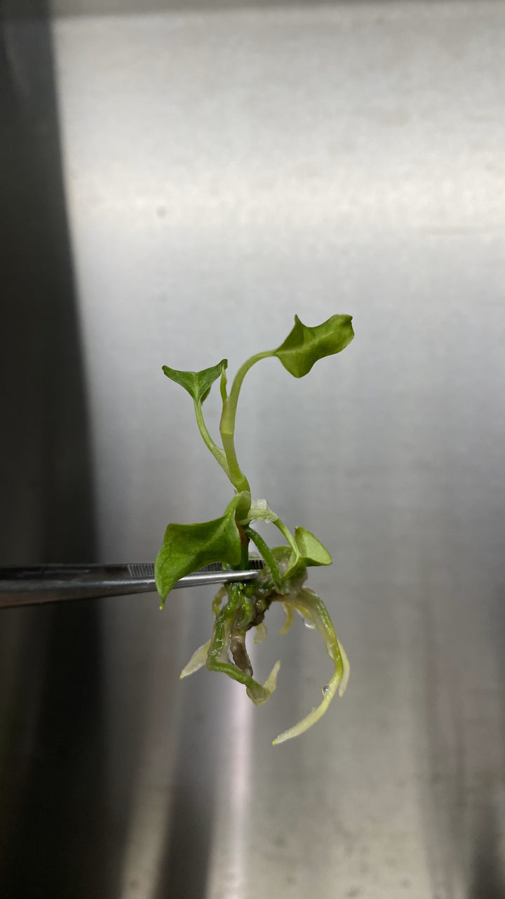 Anthurium Crystallinum Dark Tissue Culture