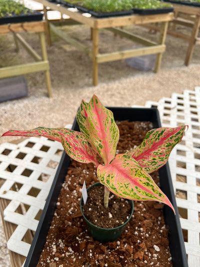 Aglaonema Pink Butterfly (4in) - 1157