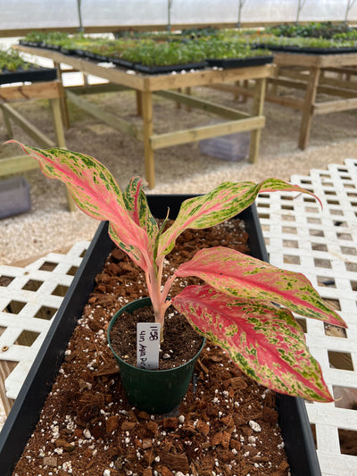 Aglaonema Pink Butterfly (4in) - 1157