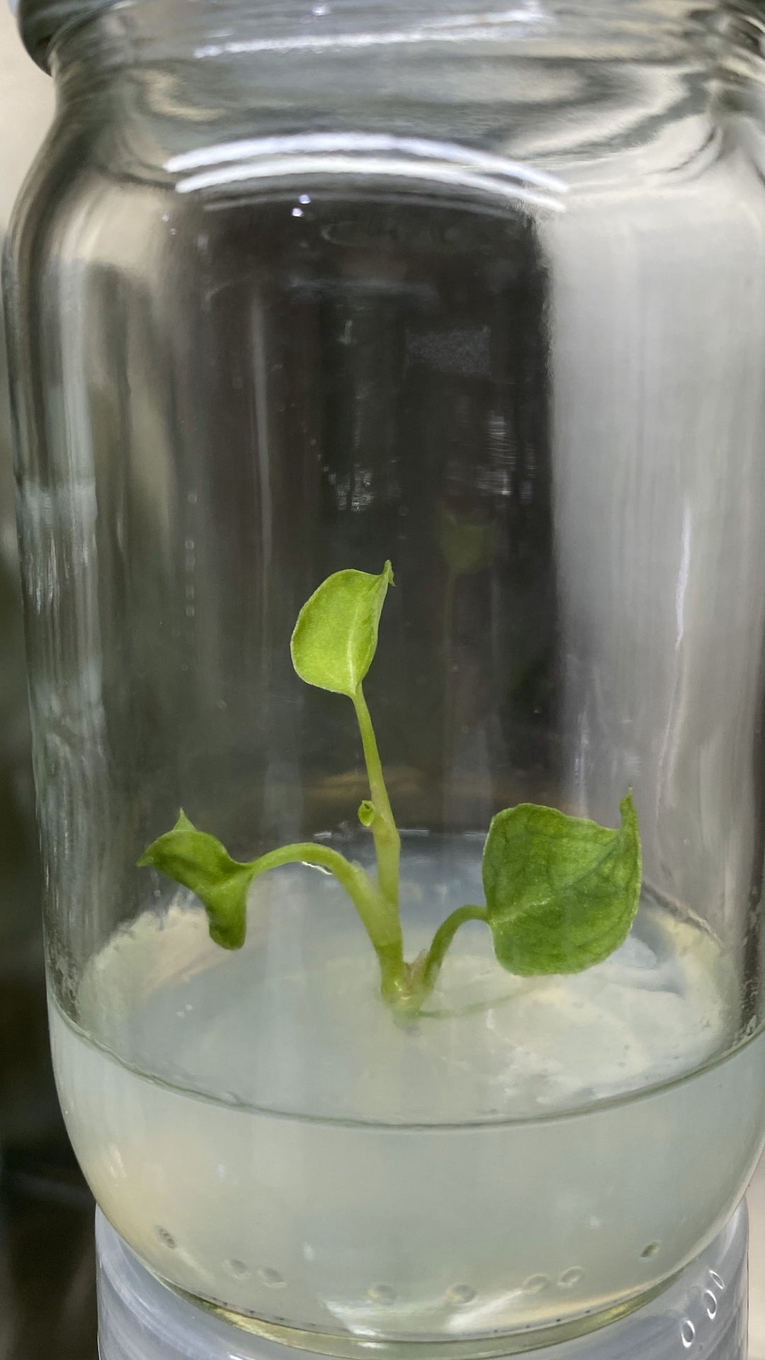 Anthurium Crystallinum Dark Tissue Culture