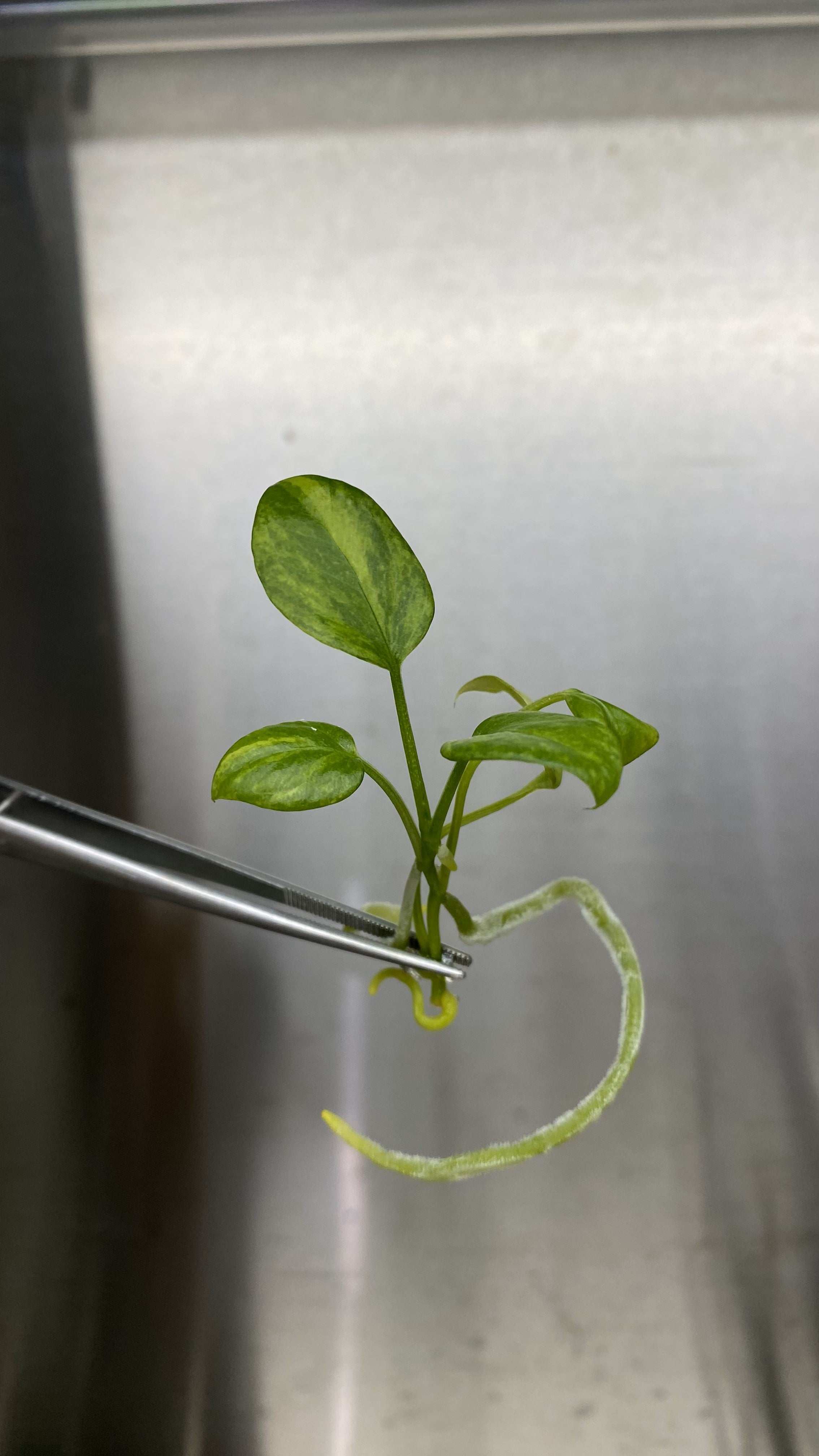 Anthurium Vittarifolium Variegated Plantlet