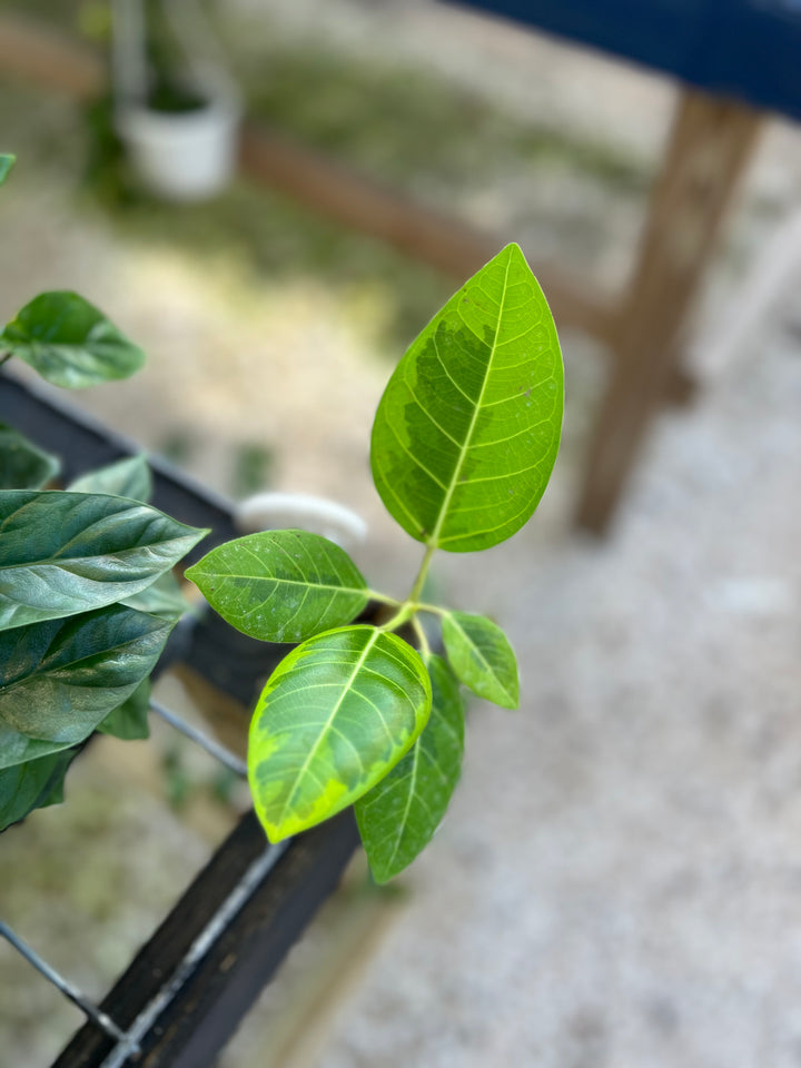 Yellow Gem Rubber Tree with bright green leaves and yellow edges.