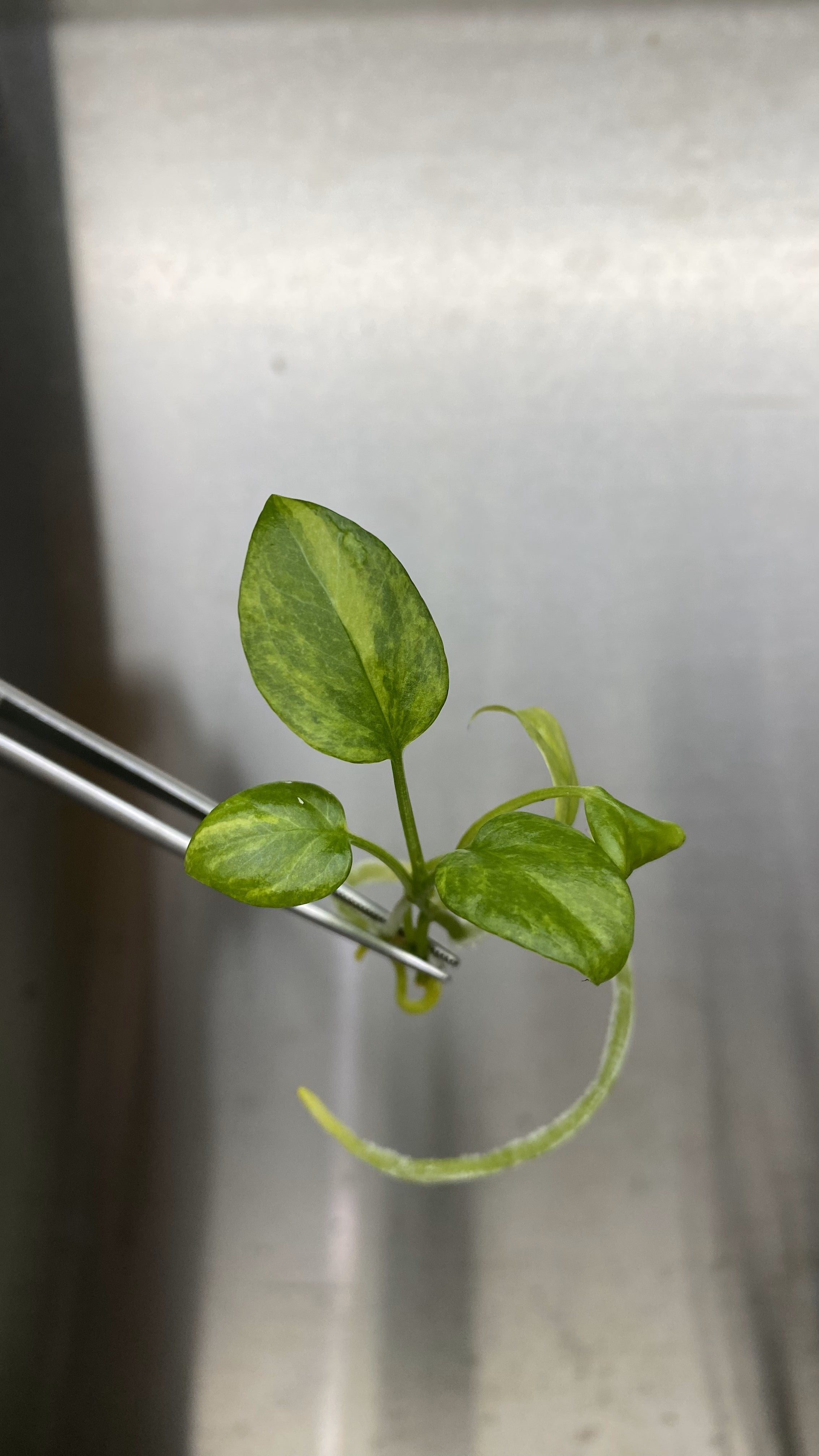 Anthurium Vittarifolium Variegated Plantlet – Orange Lake Nursery