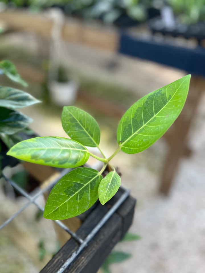 Yellow Gem Rubber Tree with green-centered, variegated yellow-edged leaves in a garden setting.