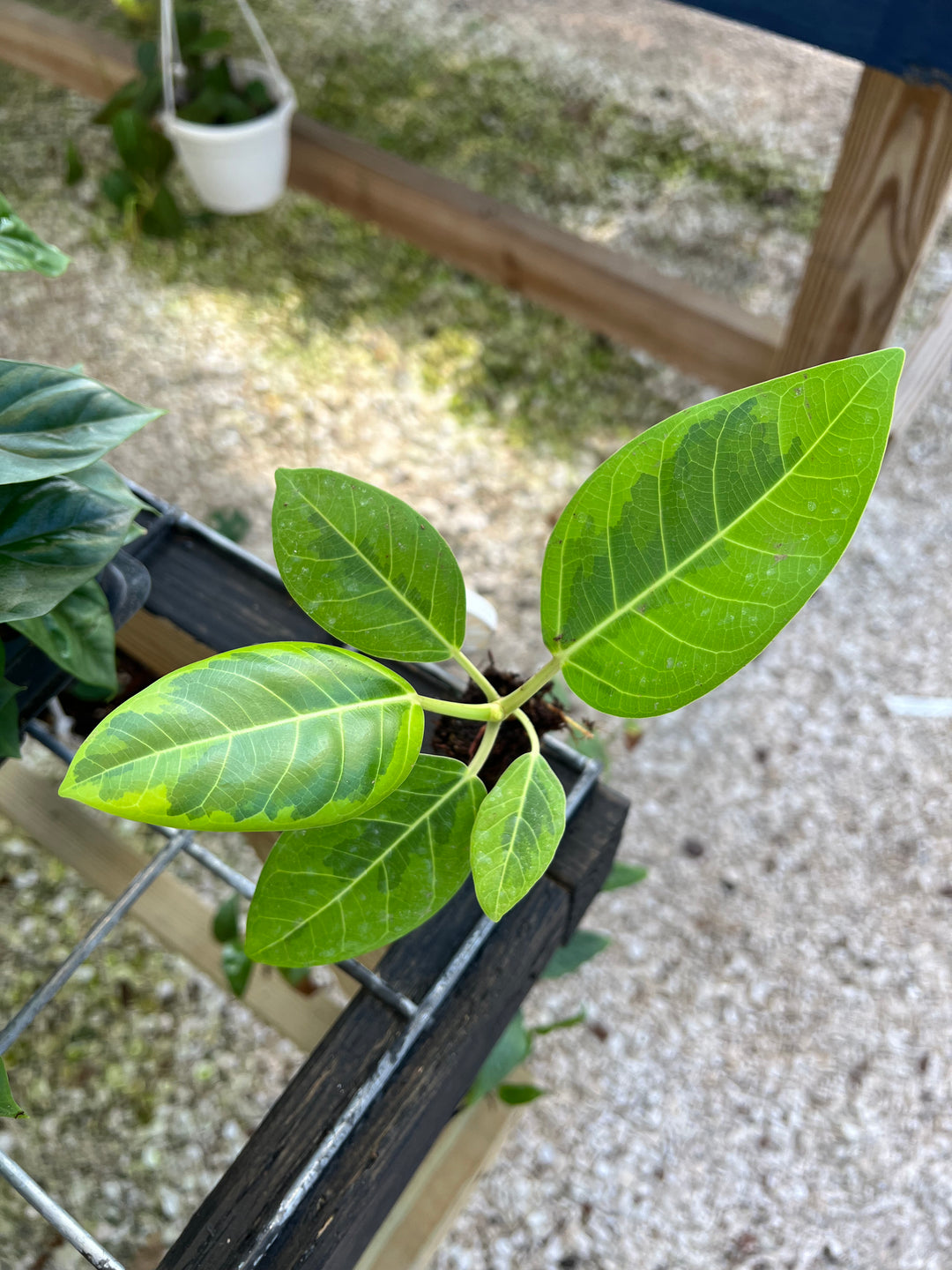 Yellow Gem Rubber Tree with variegated green and yellow leaves.