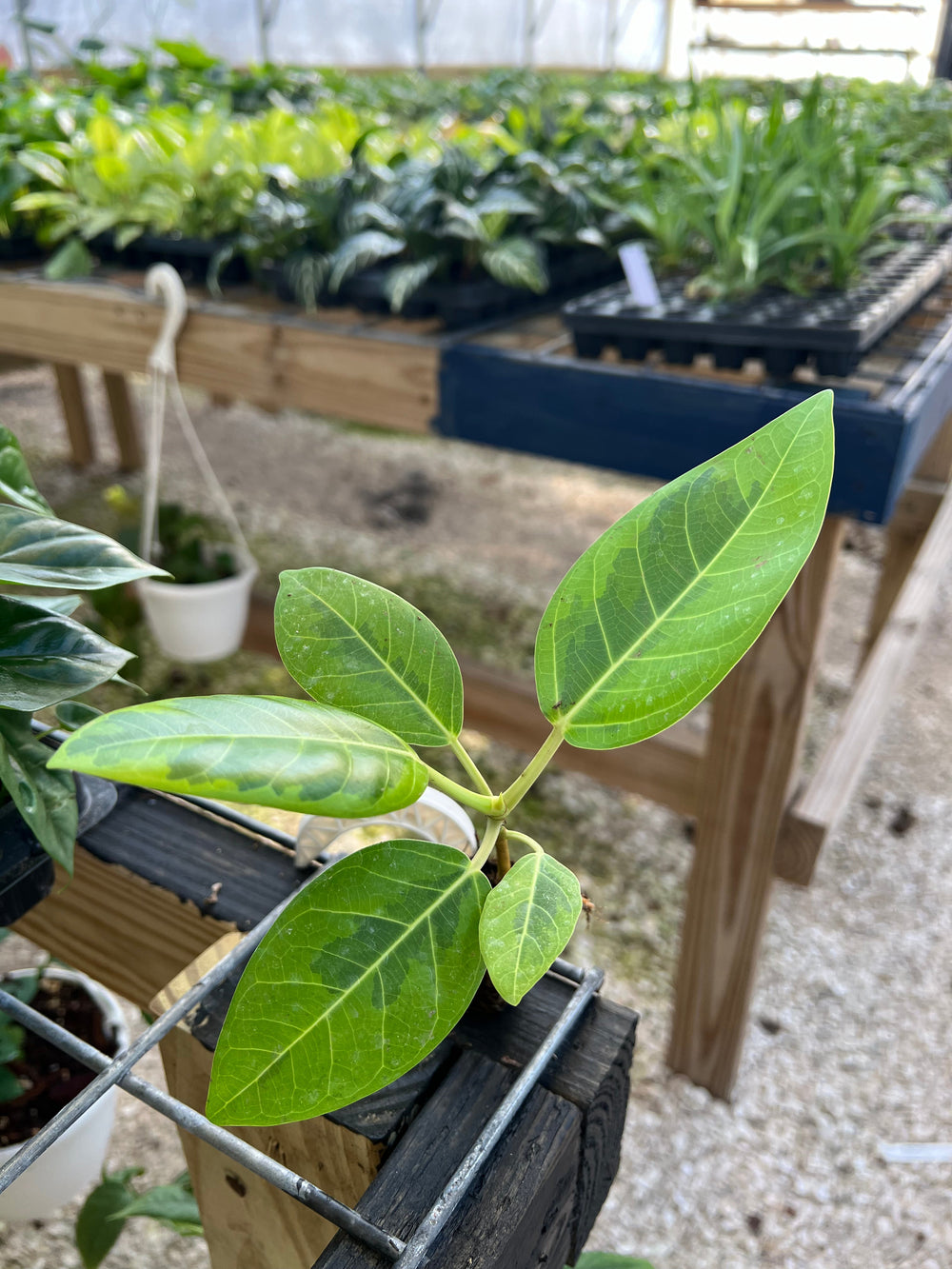 Yellow Gem Rubber Tree with vibrant green and yellow variegated leaves displayed in a nursery setting.