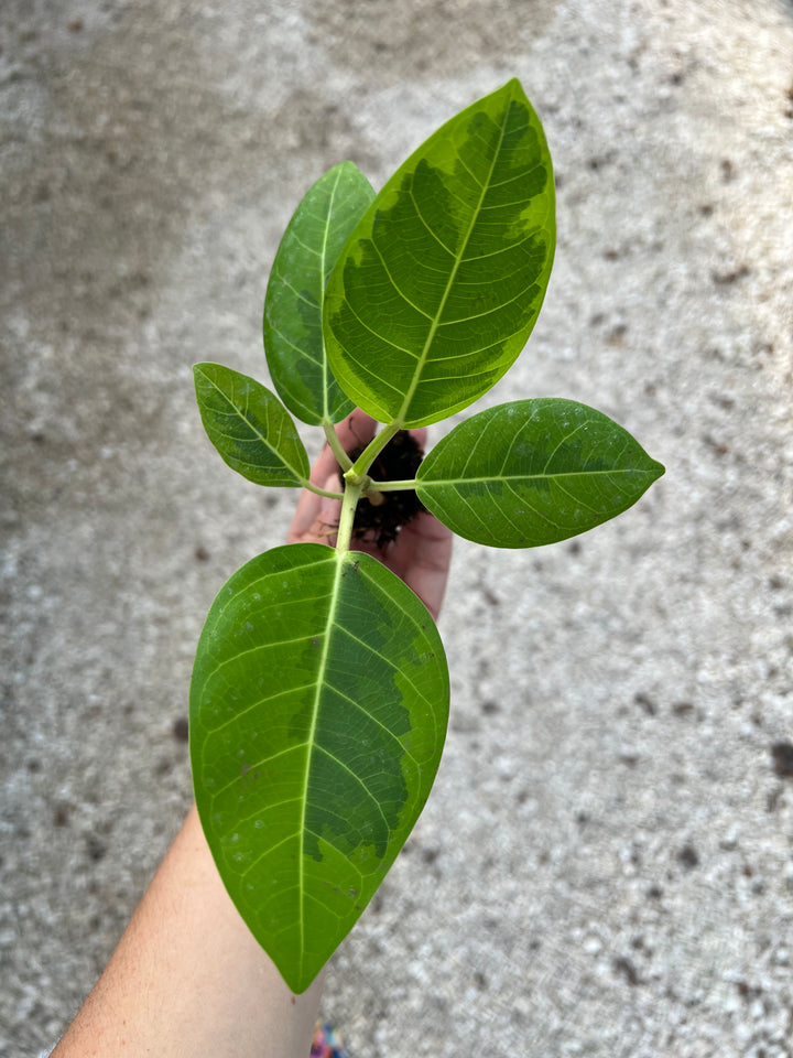 Yellow Gem Rubber Tree with variegated green leaves and bright yellow edges.