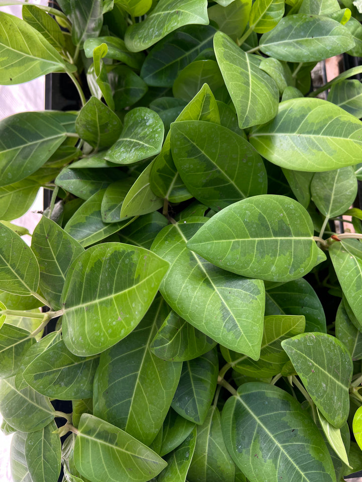 Vibrant Yellow Gem Rubber Tree with glossy, variegated leaves featuring green centers and yellow edges.