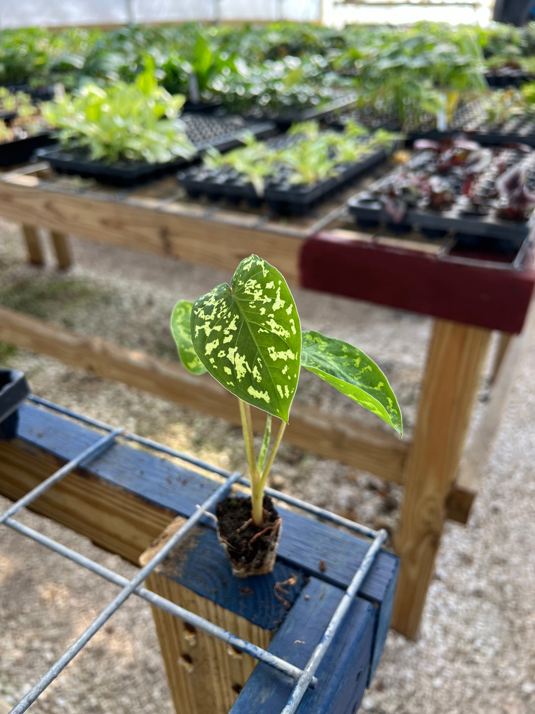 Alocasia 'Hilo Beauty' Plug