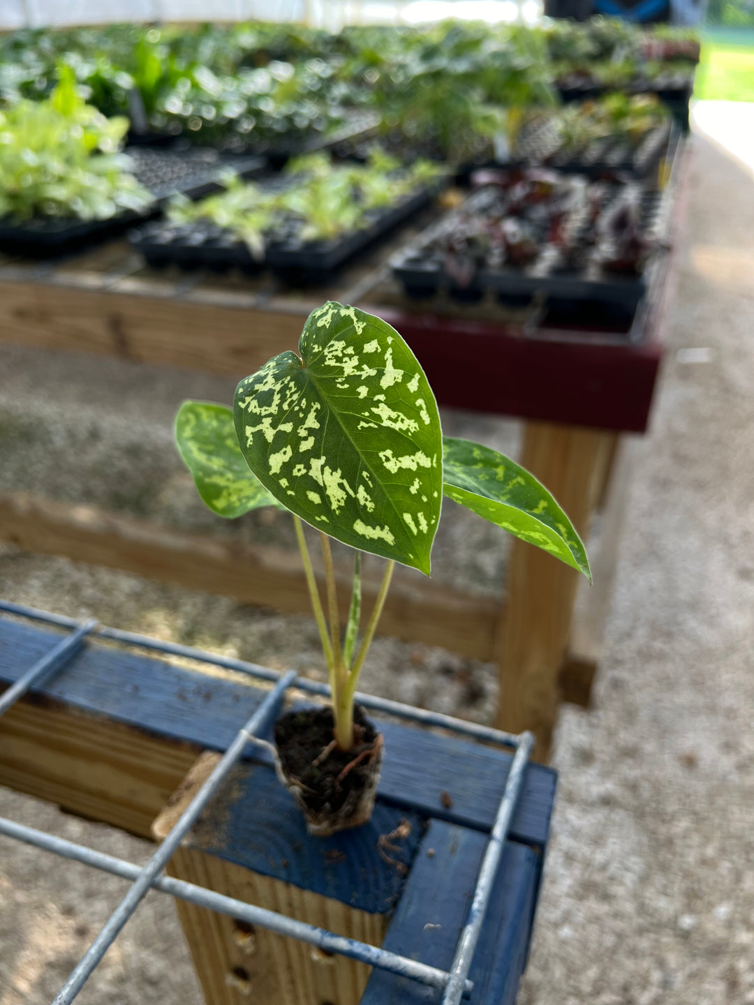 Alocasia 'Hilo Beauty' Plug