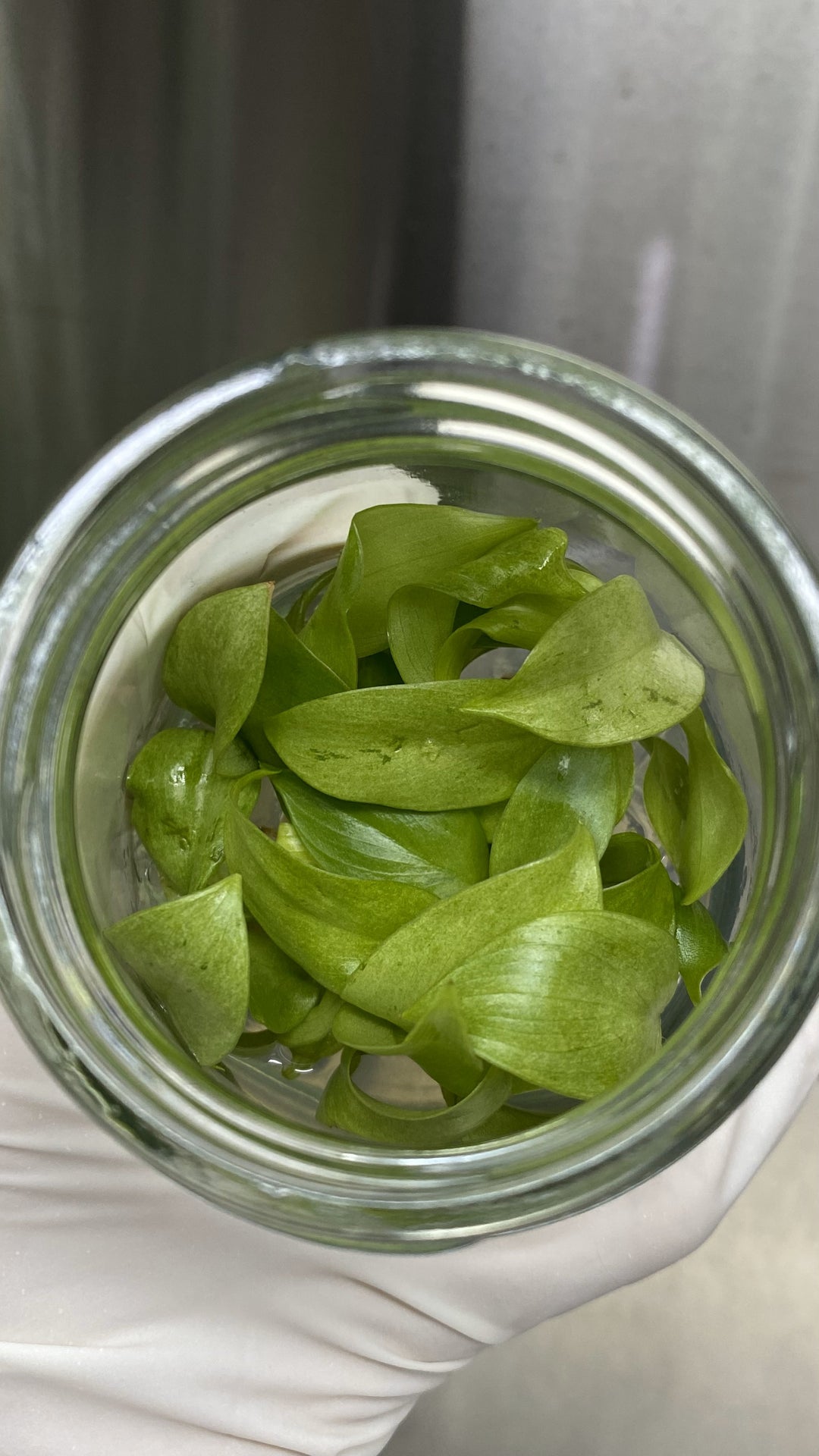 Philodendron Snowdrift Plantlets