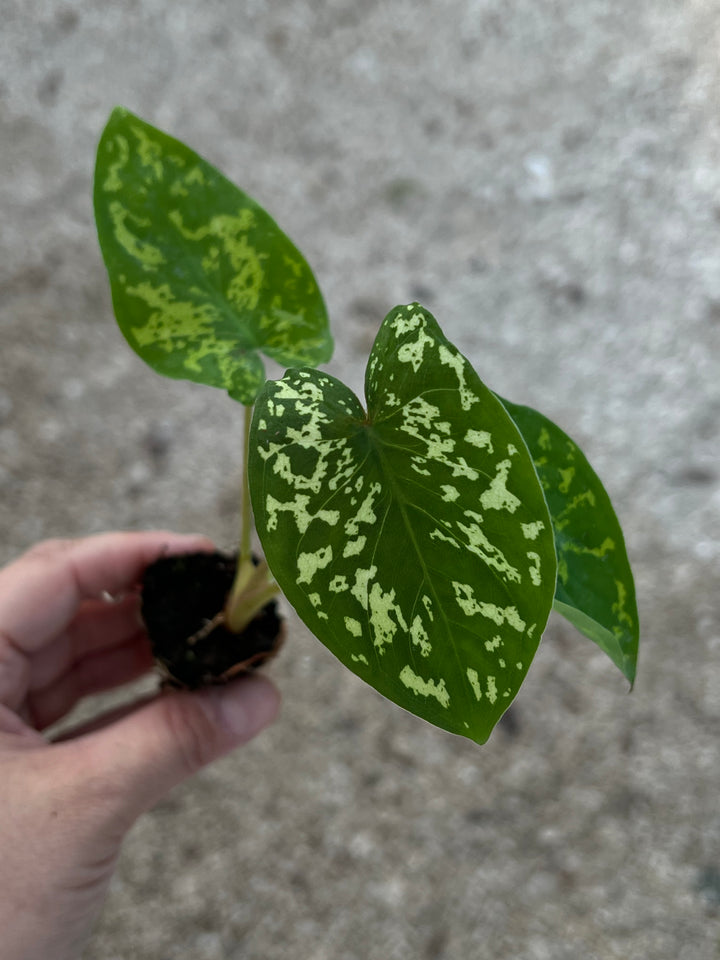 Alocasia 'Hilo Beauty' Plug