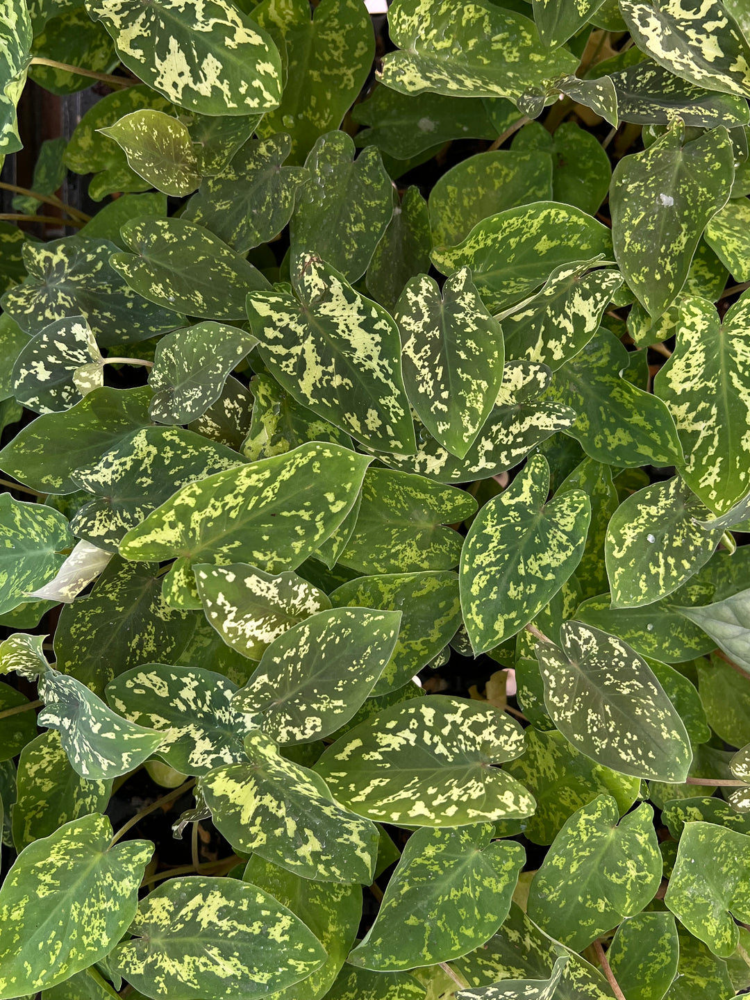 Alocasia 'Hilo Beauty' Plug