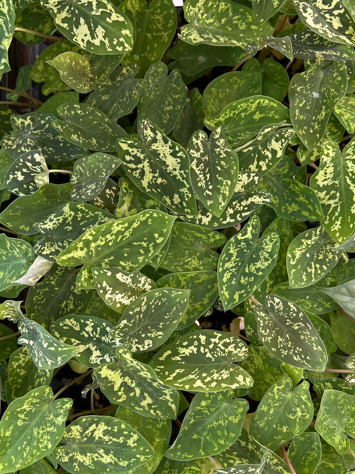 Alocasia 'Hilo Beauty' Plug