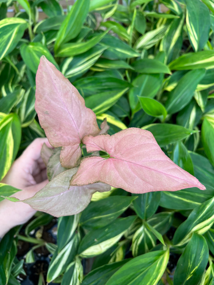 Syngonium Pink Perfection Plug