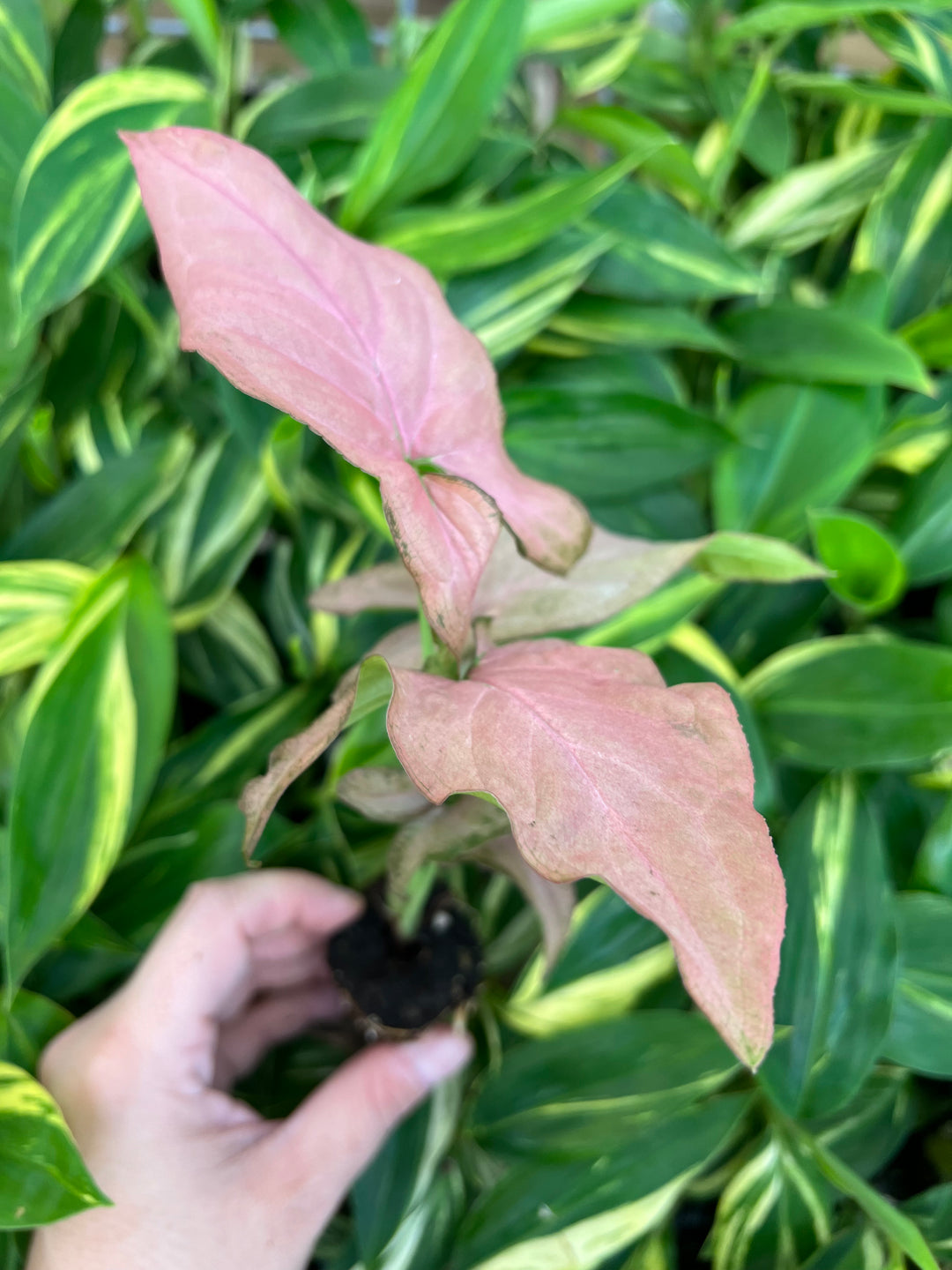 Syngonium Pink Perfection Plug