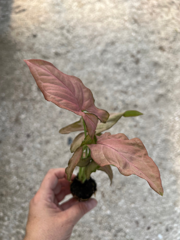 Syngonium Pink Perfection Plug