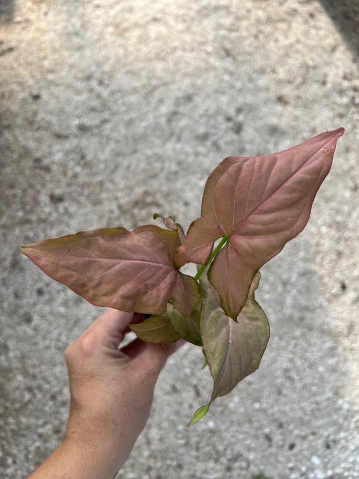 Syngonium Pink Perfection Plug