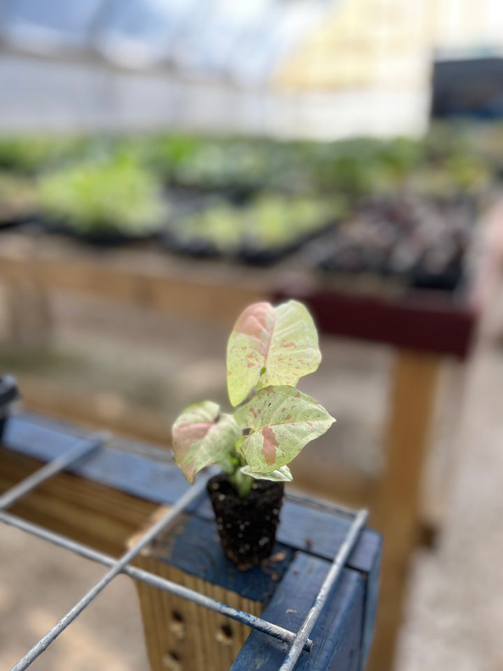 Syngonium Milk Confetti plant with creamy white leaves and pastel pink and green hues in a nursery setting.